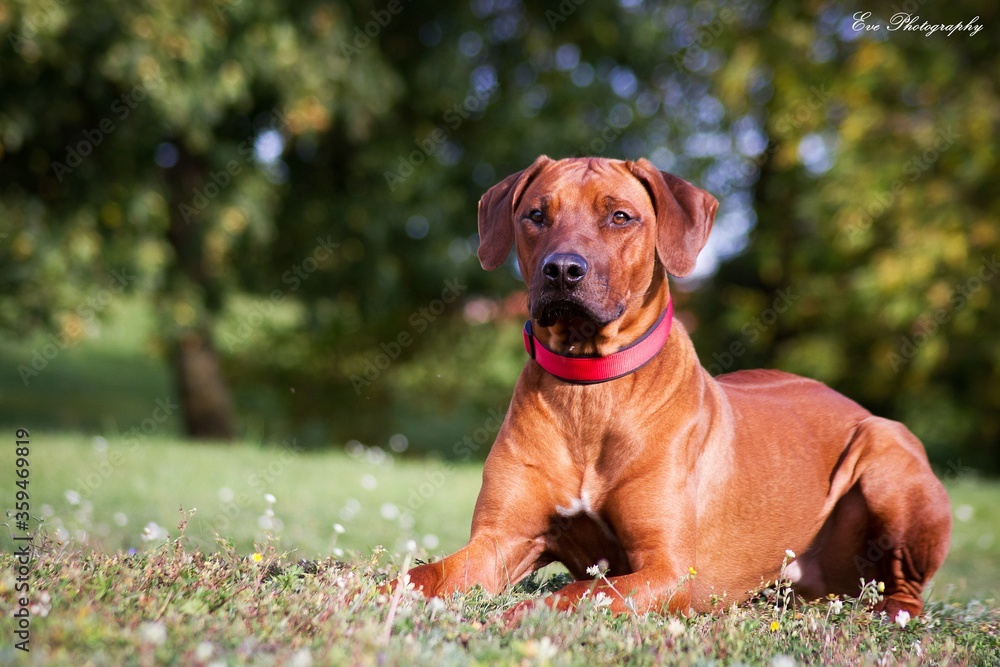 Rhodesian ridgeback dog in the park standing. Rhodesian ridgeback dog in the park standing.