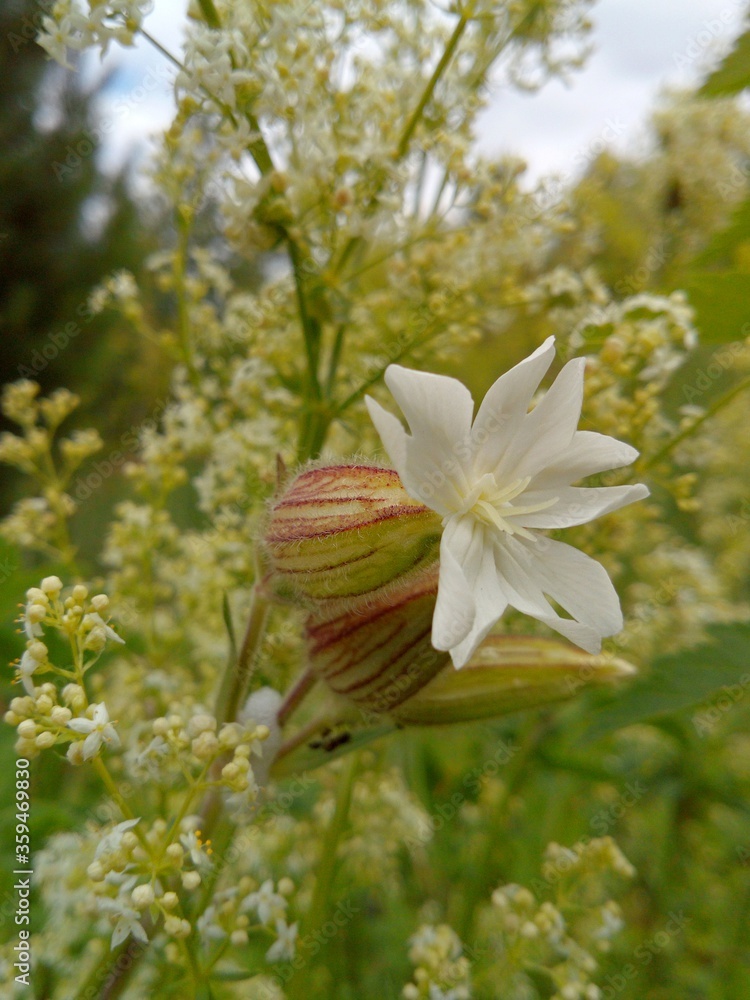 Obraz premium beautiful blooming white flower in a field among green grass