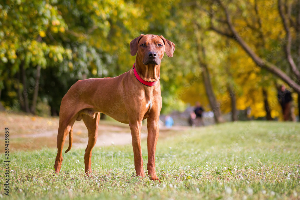 Rhodesian ridgeback dog in the park standing.