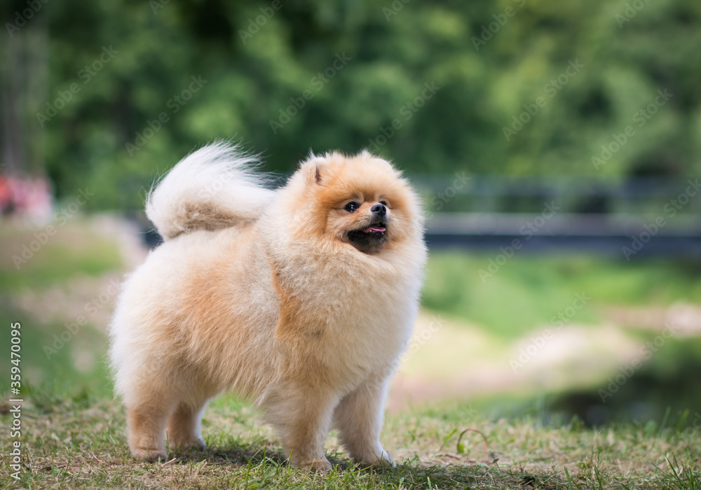 Pomeranian baby posing outside. Small pomeranian puppy. Pomeranian baby posing outside. Small pomeranian puppy.