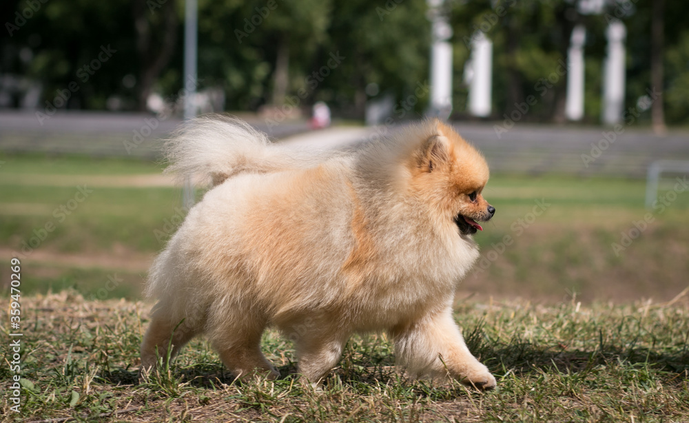Pomeranian baby posing outside. Small pomeranian puppy. Pomeranian baby posing outside. Small pomeranian puppy.