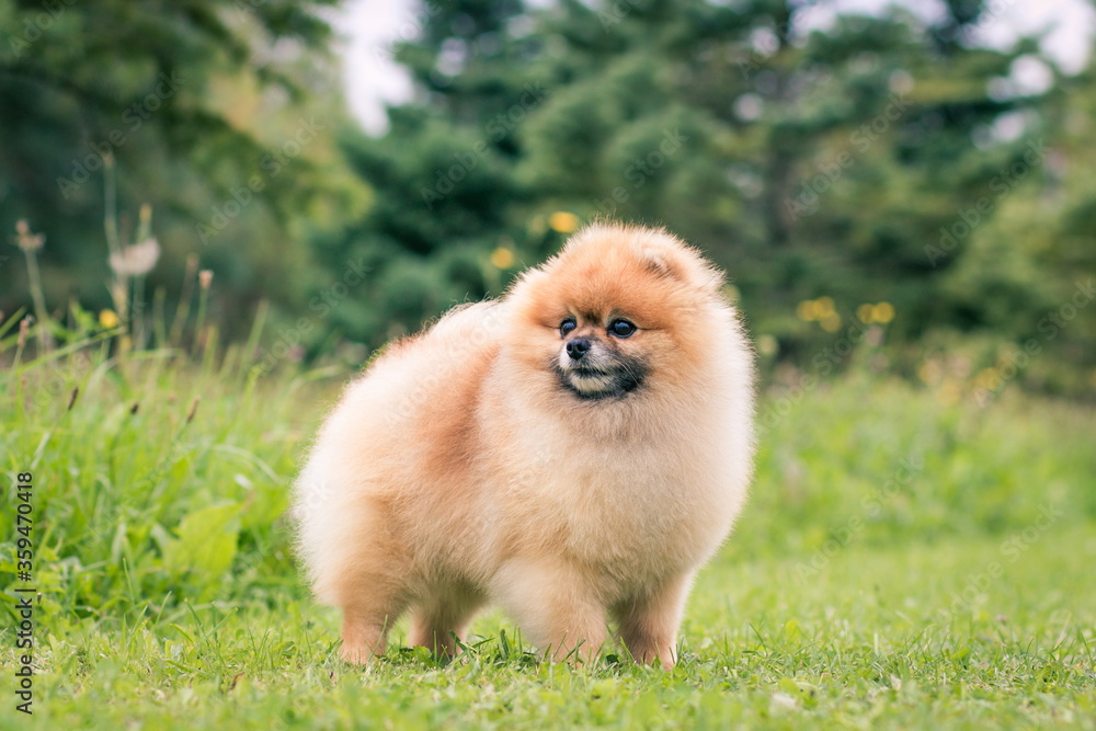 Beautiful pomeranian dog outside posing.	