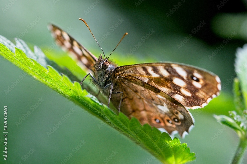 Obraz premium speckled wood butterfly on a leaf