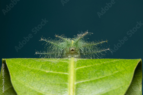Φωτογραφία Mango Baron Caterpillar(Euthalia aconthea) closeup face