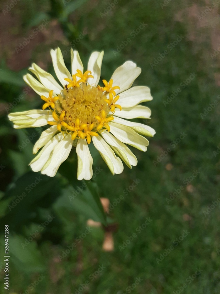 A White daisy flower in a garden A White daisy flower in a garden