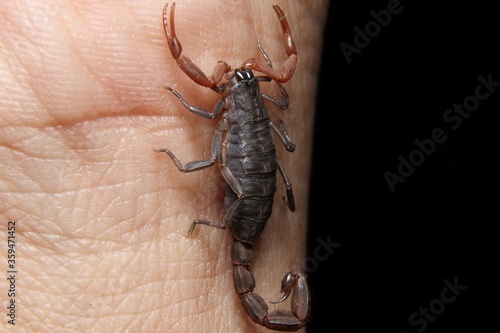 scorpion (Lychas tricarinatus) on hand
