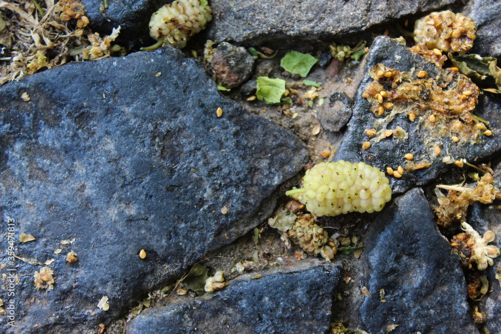 Close up of white mulberry fruit on the ground. Morus alba, white mulberry. Close up of white mulberry fruit on the ground. Morus alba, white mulberry.