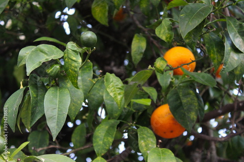 Green mandarins with ripe orange mandarins in the background on a branch. In the city of Beja, Portugal.