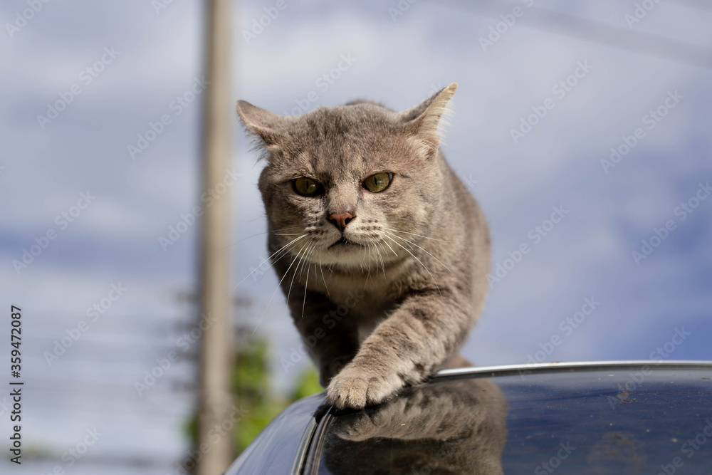 Obraz premium The Cat on car looking for prey