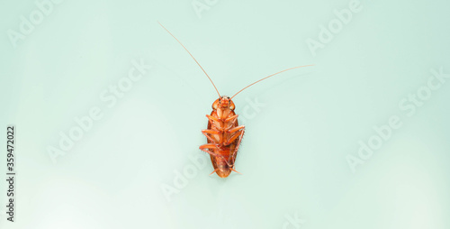 cockroach on blue background. insect bug