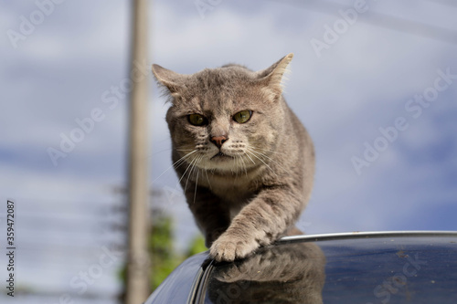 The Cat on car looking for prey