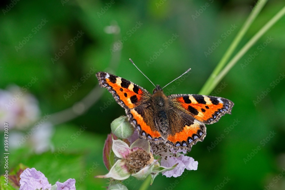 Small Tortoiseshell butterfly on a flower Small Tortoiseshell butterfly on a flower