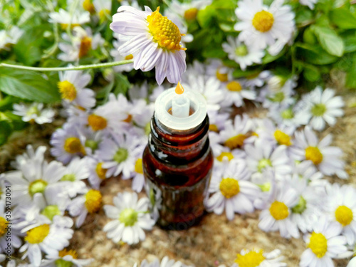 Chamomile essential oil drop glass bottle. Essential chamomile oil   medical flower macro on herbs background. Health aromatherapy  spa bath  beauty concept. Natural essential chamomile oil fragrance