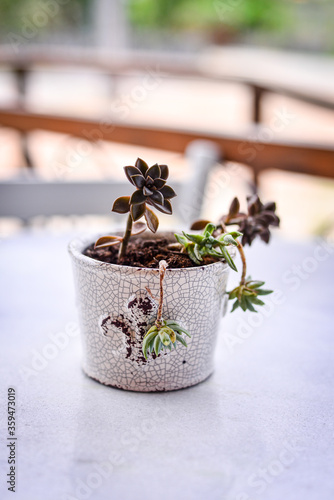 plant in a pot cracked vase with succulents on the table, porcelain vase with succulent plant, porcelain vase, succulent plant