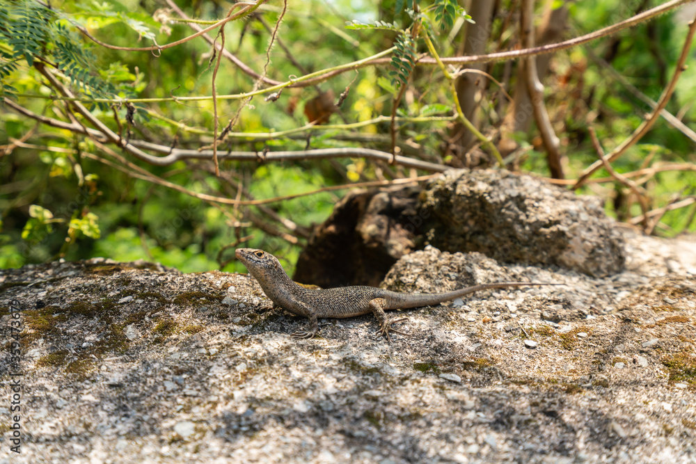 Beautiful Mabuia or Noronha Skink found in Fernando de Noronha, a Unesco World Heritage site, Pernambuco, Brazil Beautiful Mabuia or Noronha Skink found in Fernando de Noronha, a Unesco World Heritage site, Pernambuco, Brazil