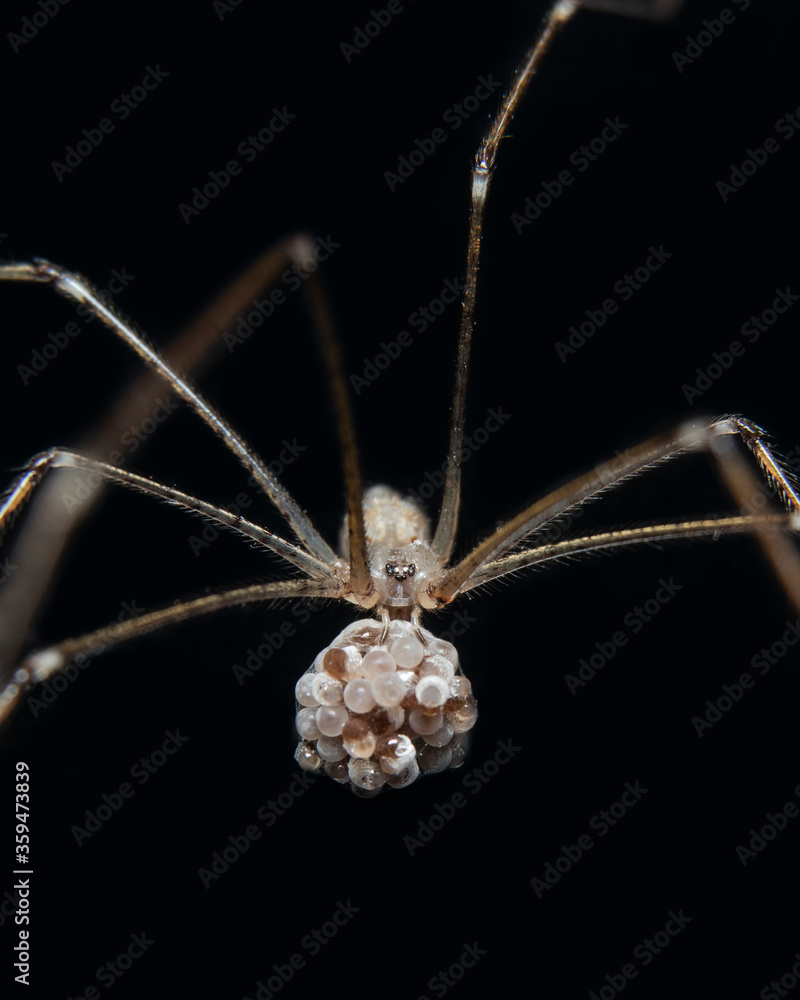 Cellar Spider or Daddy Long legs Spider Cellar Spider or Daddy Long legs Spider
