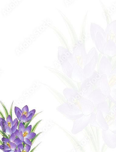 Fototapeta Naklejka Na Ścianę i Meble -  Purple flower on white background isolated with copyspace, place for text, greeting card, invitation, design, paper
