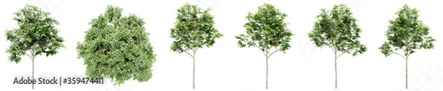 Set or collection of green rowan trees isolated on white background. Concept or conceptual 3d illustration for nature, ecology and conservation, strength and endurance, force and life photo