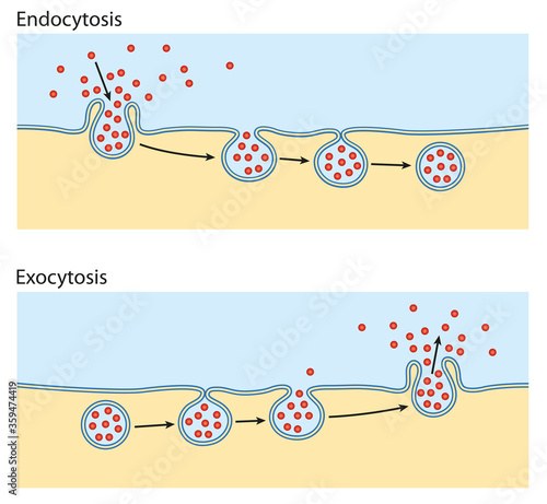 Endocytosis, exocytosis. The cell transports proteins into the cell photo