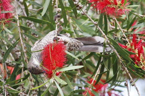 Little Wattlebird (Anthochaera chrysoptera) feeding in Bottlebrush tree, South Australia photo