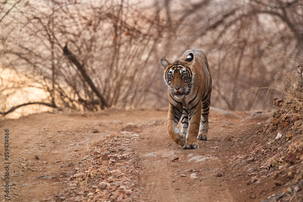 Fototapeta premium Tigress Noor cubs royal walk, Ranthambore Tiger reserve