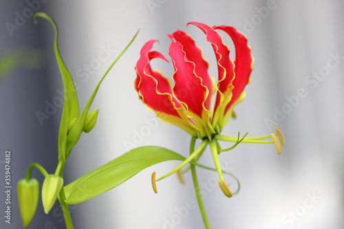 Gloriosa Superba or Climbing Lily is a climber with spectacular red and yellow flowers photo