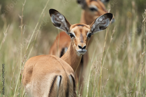 Impala Group Impalas Antelope Portrait Africa Safari