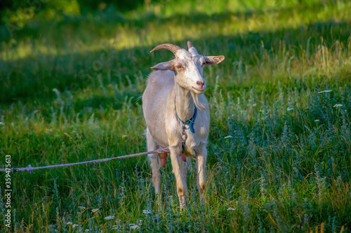 A white horned goat on a grass field. Livestock graze in the meadow. © Inna Horosheva