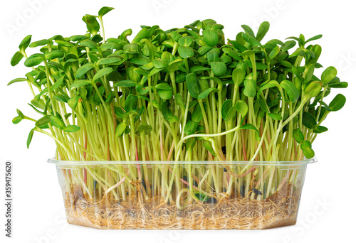 Micro green sprouts of borago or cucumber grass isolated on white