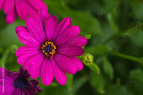 African daisy