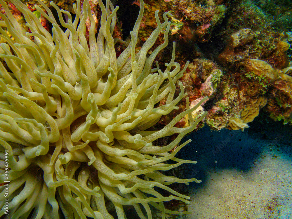 Shrimp, Arrow Crab and Anemone Shrimp, Arrow Crab and Anemone