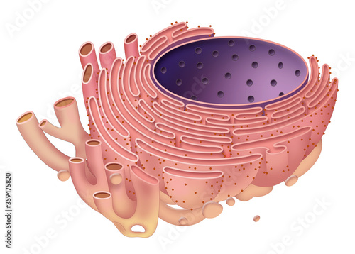 The endoplasmic reticulum is a type of organelle found in eukaryotic cells that forms an interconnected network of flattened, membrane-enclosed sacs or tube-like structures known photo