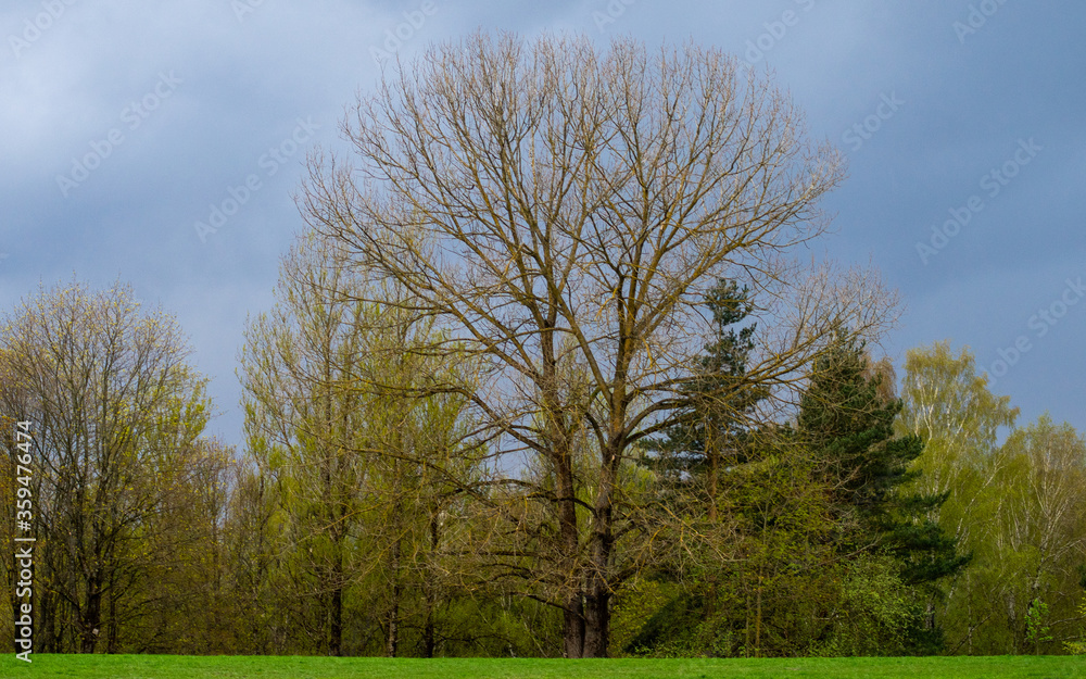 Bifurcated lonely tree without leaves at the edge of the forest in spring.