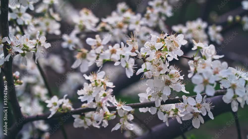 Cherry blossom at springtime, stabilized camera tracking. With ambient nature sound. High quality 4k footage Cherry blossom at springtime, stabilized camera tracking. With ambient nature sound. High quality 4k footage