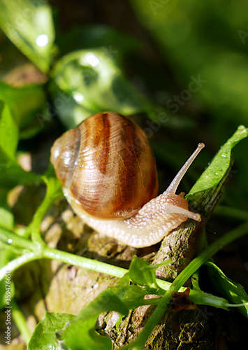 Grove snail in garden. Invertebrate animal in its natural habitat.