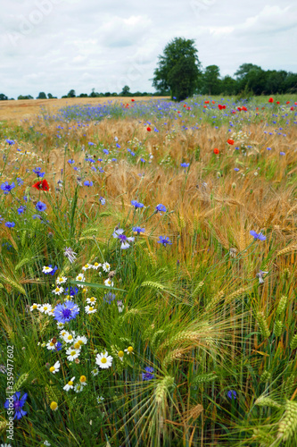 Wildblumenfeld in norddeutschland