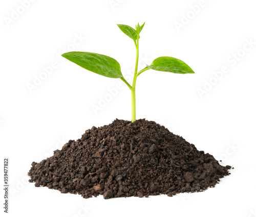green plant growing on soil isolate white background