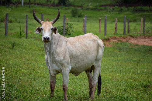 Nelore cattle in the pasture, Nellore