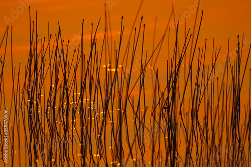 Orange is canaled over water surface of the lake. Grass in the l photo