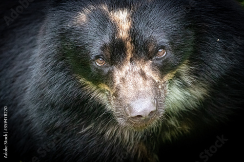 Tablou pe pânză a fine art portrait of a spectacled bear