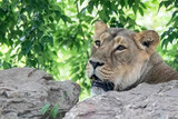 a lioness on a rock pile