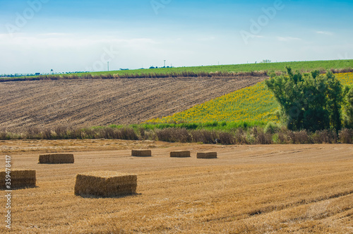 Beautiful landscape. Wheat field. Haystacks. Sunny summer day. Hay bales. Stubble field. Big yellow field after harvesting. Selective focus.