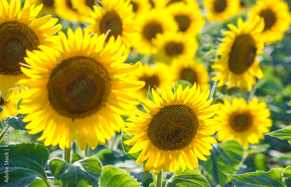 Obraz premium field of blooming sunflowers. Sunflower natural background. Sunflower blossoming close-up. Sunny summer day. Farming, harvesting concept. Selective focus image.