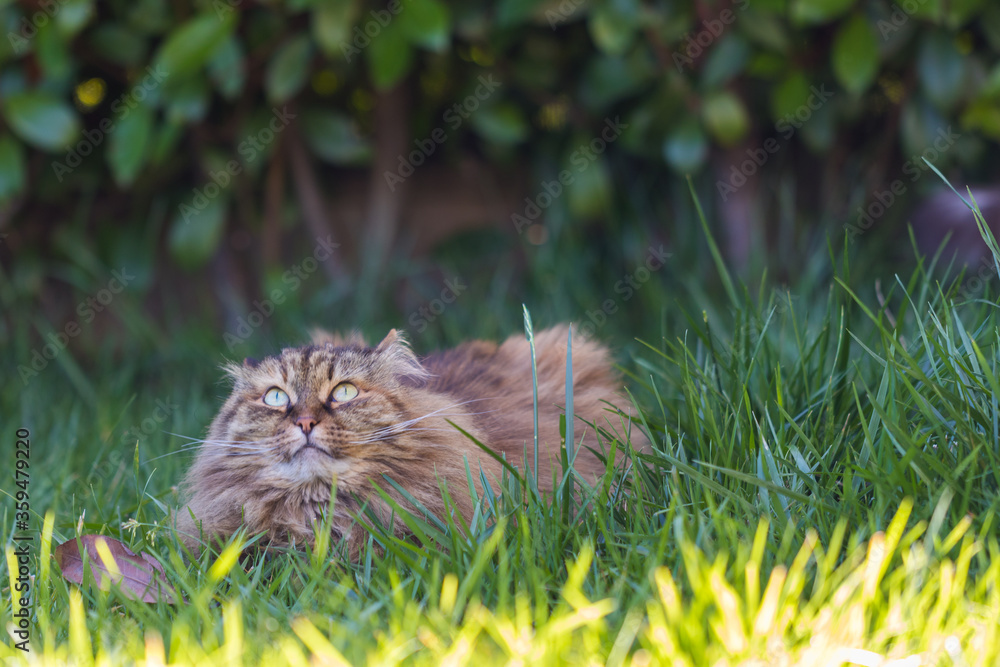 Siberian cat in relax in a garden, hypoallergenic pet of livestock