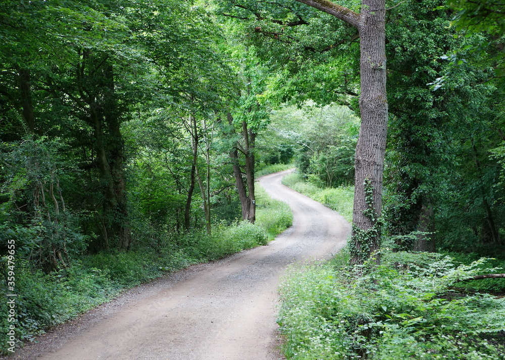 Obraz premium road in the forest