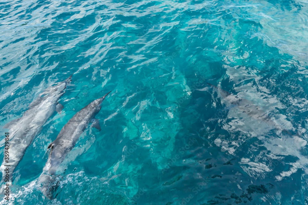 Beautiful view of Dolphins swimming at Fernando de Noronha sea, a Unesco World Heritage site, Pernambuco, Brazil Beautiful view of Dolphins swimming at Fernando de Noronha sea, a Unesco World Heritage site, Pernambuco, Brazil