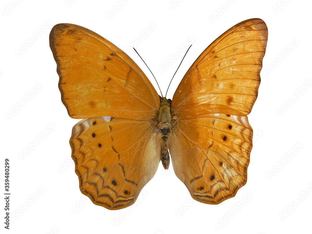Fototapeta premium Butterfly Cirrochroa tyche isolated on white background.