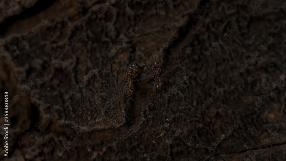 Photograph of a group of ants walking on the bark of a tree illuminated by sunlight. Photograph of a group of ants walking on the bark of a tree illuminated by sunlight.