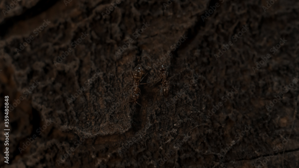 Photograph of a group of ants walking on the bark of a tree illuminated by sunlight.