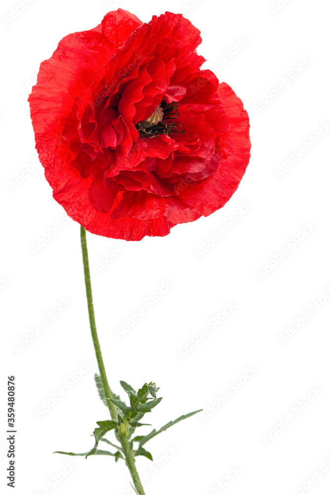 Obraz premium Czerwony kwiat maku, łac. Papaver, na białym tle
